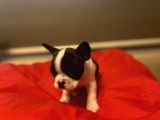 A Kali̇te Frenç Bulldog
