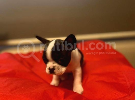 A Kali̇te Frenç Bulldog görsel