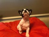 A Kali̇te Frenç Bulldog