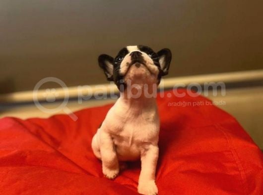 A Kali̇te Frenç Bulldog görsel