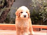 2 aylık doodle yavrular