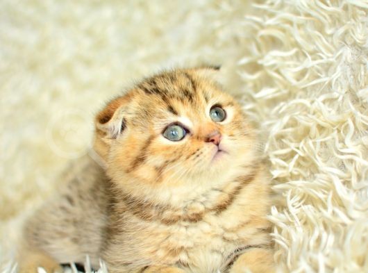Altın Kadar Güzel Golden Scottish Fold Shorthair
