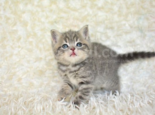 Blue Golden Eşşiz Renk Tonlarıyla British Shorthair görsel