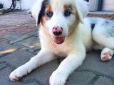 Eğitimli Ve Aşılı Yavru Blue Merle Border Collie