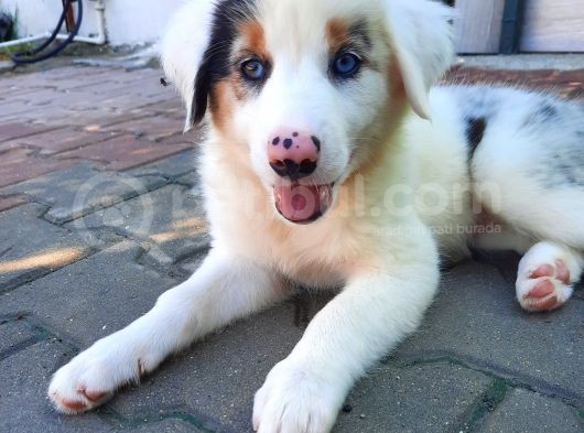 Eğitimli Ve Aşılı Yavru Blue Merle Border Collie görsel