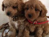 Poodle Kalitesinde Mini Boy Maltipoo Bebekler