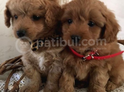 Poodle Kalitesinde Mini Boy Maltipoo Bebekler