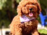 A Kali̇te Red Brown Mi̇ni̇ Poodle Yavrularimiz
