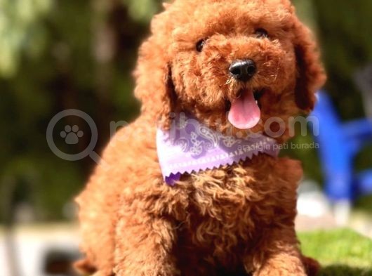 A Kali̇te Red Brown Mi̇ni̇ Poodle Yavrularimiz