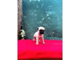 A Kali̇te Pug