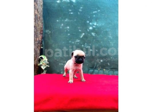 A Kali̇te Pug görsel