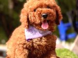 A Kali̇te Red Brown Mi̇ni̇ Poodle Yavrularimiz