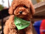 A Kali̇te Red Brown Mi̇ni̇ Poodle Yavrularimiz