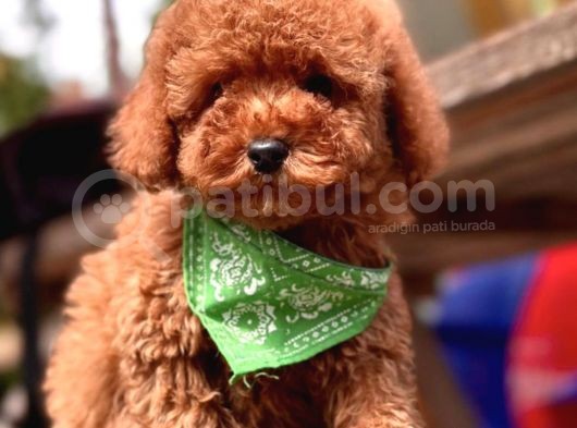 A Kali̇te Red Brown Mi̇ni̇ Poodle Yavrularimiz görsel