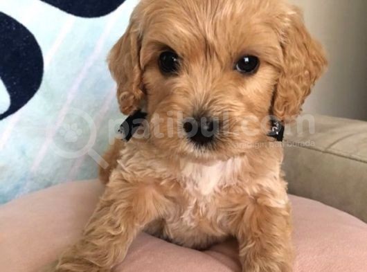 Poodle Kalitesinde Mini Boy Maltipoo Bebekler görsel