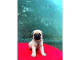 A KALİTE PUG