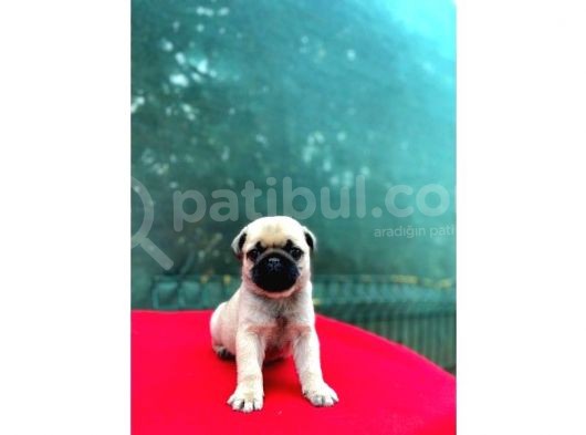 A Kali̇te Pug