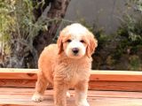 2 Aylık Doodle Yavrular