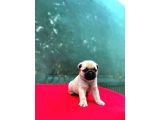 A Kali̇te Pug