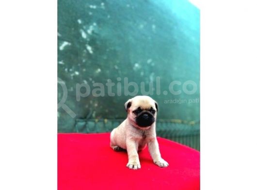 A Kali̇te Pug görsel