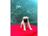A Kali̇te Pug
