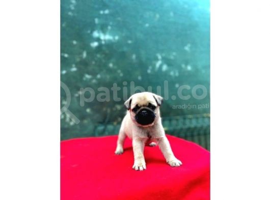 A Kali̇te Pug görsel