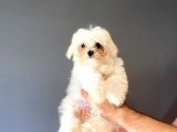 KORE MALTESE TERRİER ORJİNAL BEBEĞİMİZ
