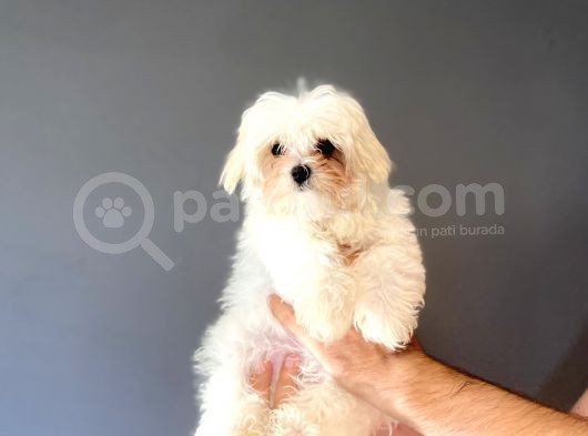 Kore Maltese Terri̇er Orji̇nal Bebeği̇mi̇z