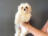 Kore Maltese Terri̇er Orji̇nal Bebeği̇mi̇z