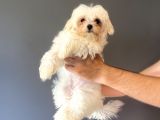Kore Maltese Terri̇er Orji̇nal Bebeği̇mi̇z