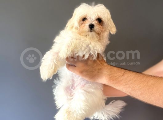Kore Maltese Terri̇er Orji̇nal Bebeği̇mi̇z görsel