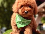 A Kali̇te Red Brown Mi̇ni̇ Poodle Yavrularimiz