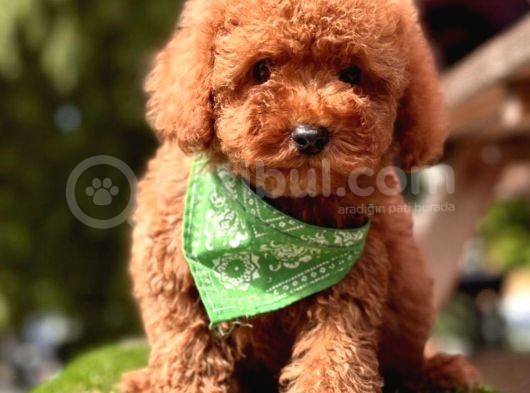 A Kali̇te Red Brown Mi̇ni̇ Poodle Yavrularimiz görsel