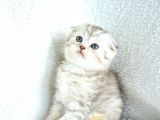 Muhteşem Kalite Silver Scottish Fold