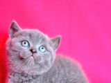 Kusursuz Yuvarlak Kafa Güzelliğiyle Gri British Shorthair