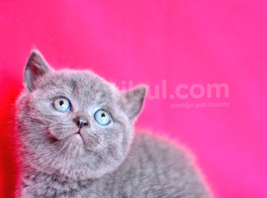 Kusursuz Yuvarlak Kafa Güzelliğiyle Gri British Shorthair görsel