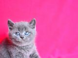 Kusursuz Yuvarlak Kafa Güzelliğiyle Gri British Shorthair
