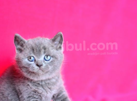 Kusursuz Yuvarlak Kafa Güzelliğiyle Gri British Shorthair görsel