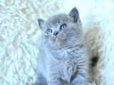 Show Kalite Gri British Shorthair