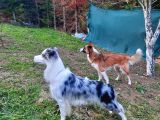 Eğitimli Ve Aşılı Yavru Blue Merle Border Collie