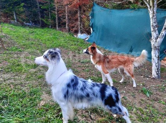 Eğitimli Ve Aşılı Yavru Blue Merle Border Collie görsel