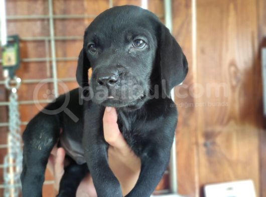 Safkan Çi̇kolata Ve Si̇yah Labrador Yavrularimiz görsel