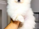 Teddy Bear Aşk Çocuklar Pomeranian Boo
