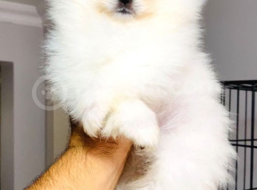 Teddy Bear Aşk Çocuklar Pomeranian Boo görsel