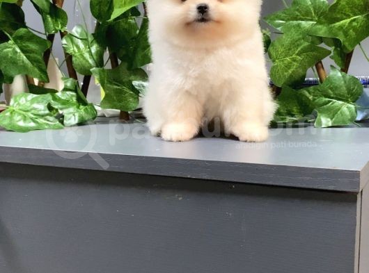 Teddy Bear Aşk Çocuklar Pomeranian Boo görsel