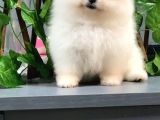 Teddy Bear Aşk Çocuklar Pomeranian Boo