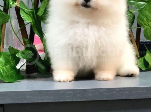 Teddy Bear Aşk Çocuklar Pomeranian Boo görsel