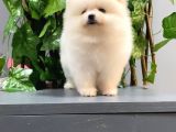 TEDDY Bear Aşk çocuklar Pomeranian Boo
