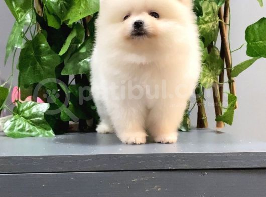 Teddy Bear Aşk Çocuklar Pomeranian Boo