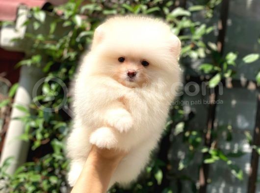 0-3 Aylık Yavru Pomeranian